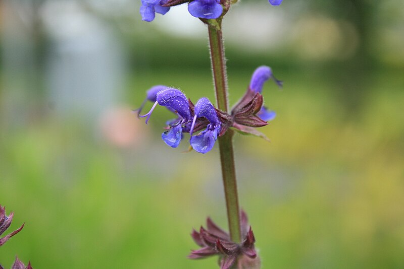 File:Salvia-nemorosa-flowers.jpg