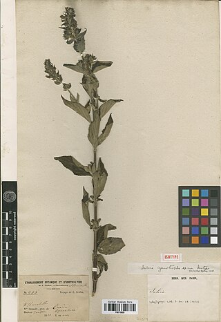 <i>Salvia cyanotropha</i> Species of flowering plant
