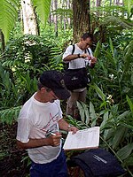 Mariposa species in the tropical rainforest Sampling Flora.jpg