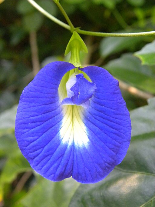 Clitoria and clitoris