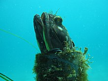 Human-created objects provide hiding places for marine life, like this Sarcastic fringehead Sarcastic fringehead in plastic tube.JPG