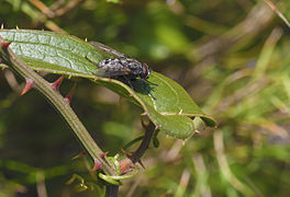 Sarcophaga carnaria on a leave of Smilax aspera