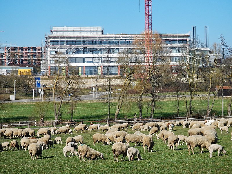 File:Schafherde vor der Orthopädischen Klinik Markgröningen - panoramio.jpg