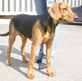 Schillerstövare Dog breed