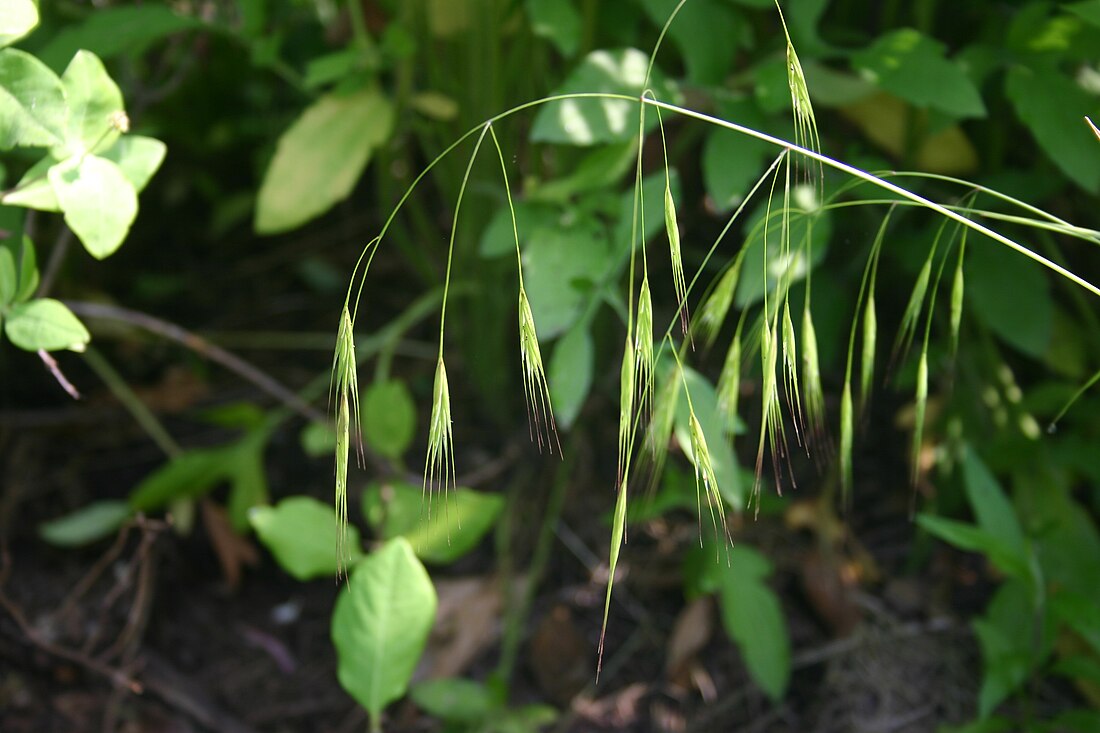 裂稃茅属