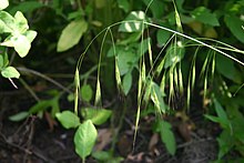 Schizachne purpurascens flowers 001.JPG