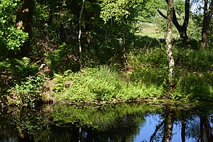 Schleswig-Holstein, Tellingstedt, Landschaftsschutzgebiet Großes Moor Kätner Moor NIK 7072.jpg