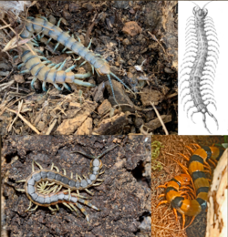 Scolopendra collage.png