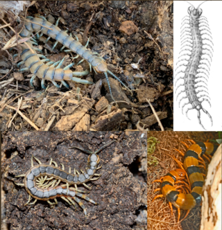 <i>Scolopendra</i> Genus of centipedes