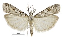 Scoparia halopis male.jpg