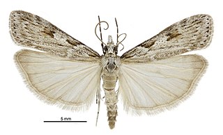 <i>Scoparia halopis</i> Species of moth