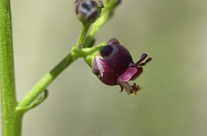 Dog's figwort (Scrophularia canina)