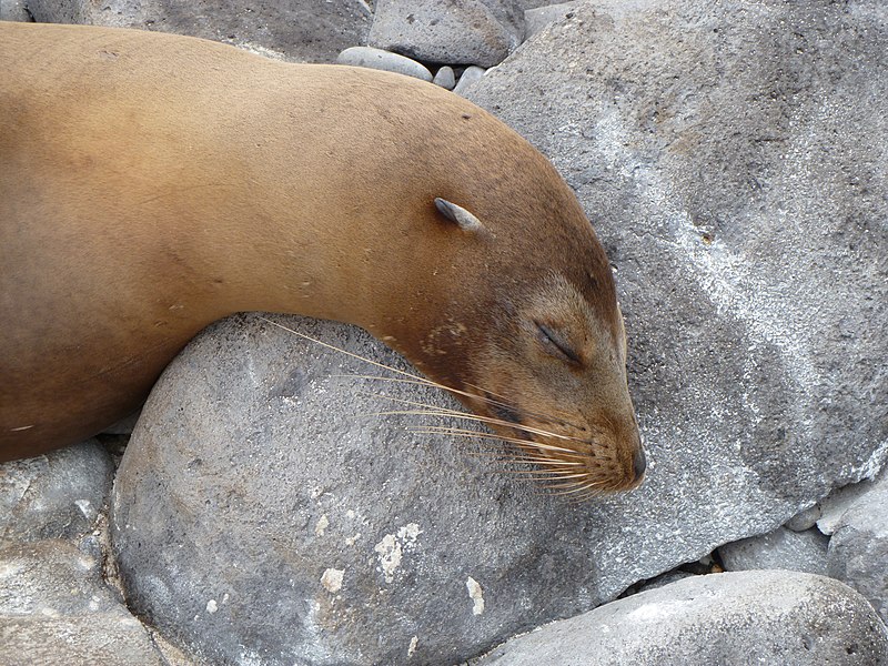 File:Sea Lion Galapagos.jpg