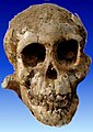 Australopithecus − Fosilna lobanja