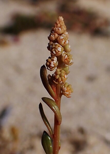 File:Sesamoides spathulifolia kz03.jpg