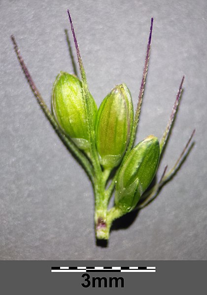 File:Setaria verticilliformis sl19.jpg