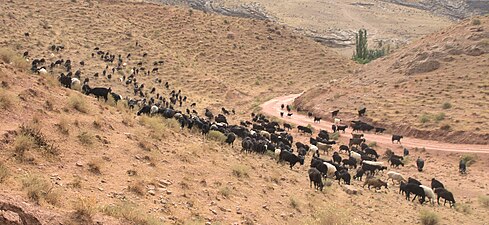 Moutons et chèvres dans la province d'Ahal en octobre 2017.