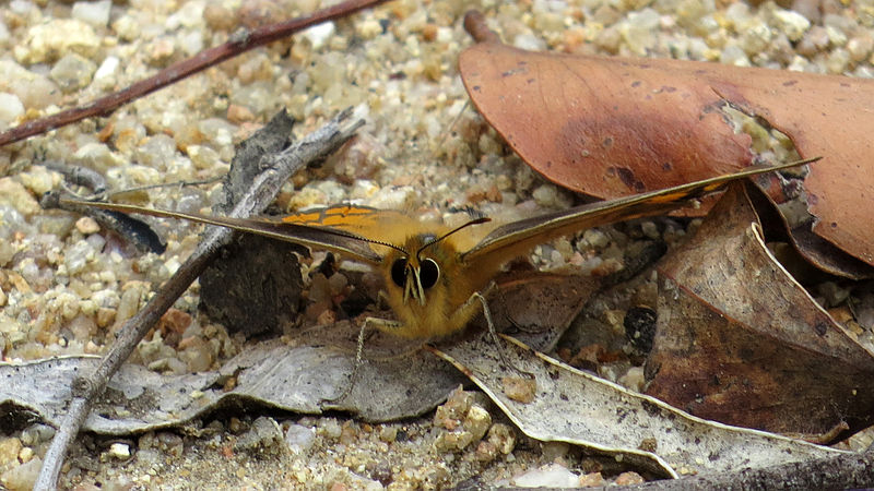 File:Shouldered Brown, Heteronympha penelope (12866574715).jpg