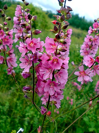 <i>Sidalcea cusickii</i> Species of flowering plant