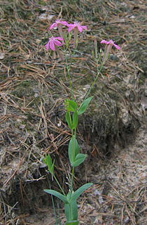 <i>Silene armeria</i> species of plant