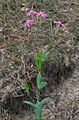 Silene lithuanica is een uiterst zeldzame plant die groeit in het N.P. Tsoemanska Poesjtsja.[6]