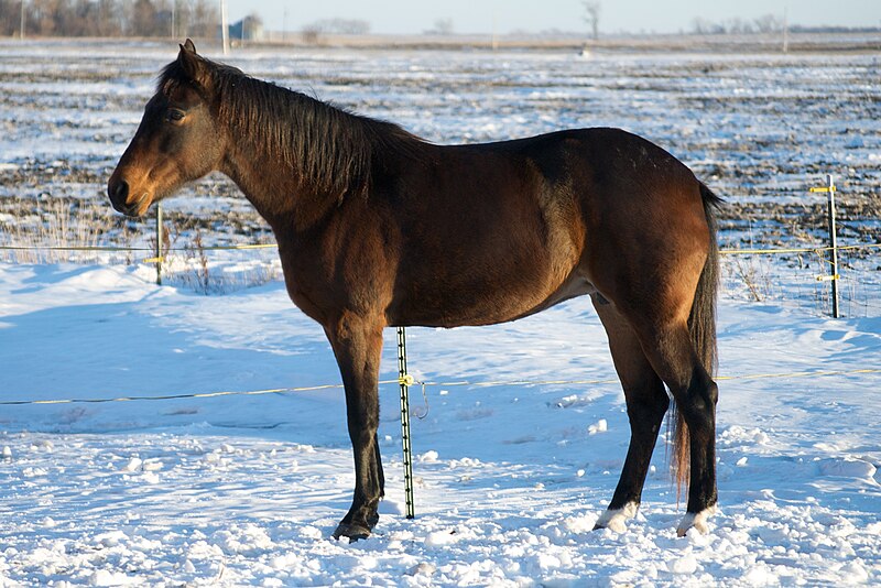 File:Sioux's Winter Coat.jpg