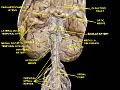카데바 표본의 뇌와 상부 척수. 더부신경은 숨뇌에서 발생하는 여러 개의 뿌리로 볼 수 있다.