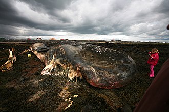 Carcass of a whale on a shore in Iceland Smelly whale.jpg