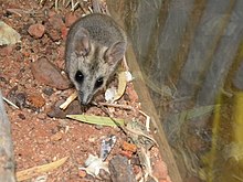 Stripe-faced dunnart Sminthopsis macroura.jpg