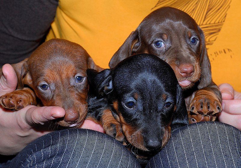 File:Smooth Dachshund puppies.jpg