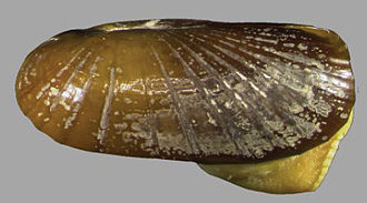 Modern specimen of the marine bivalve Solemya Solemya elarraichensis holotype.jpg