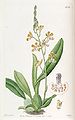 Solenidium lunatum (as syn. Oncidium lunatum) plate 1929 in: Edwards's Bot. Register (Orchidaceae), vol. 23, (1837)