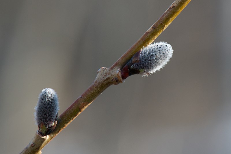 File:Some Salicaceae (willow catkins) - Flickr - odako1.jpg