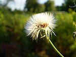 Pappus hos kålmolke, hårpensel.