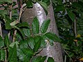 Sorbus americana American mountain-ash