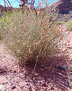 Sphaeralcea leptophylla