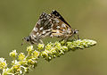 * Nomination Mating Red-underwing Skipper (Spialia orbifer). Kahramanmaraş - Turkey. --Zcebeci 05:57, 18 April 2016 (UTC) * Promotion Good quality. --Johann Jaritz 07:17, 18 April 2016 (UTC)