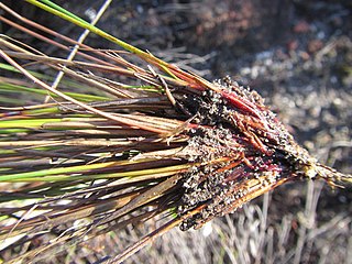 Bases of flowering stems (culms)