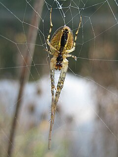 Description de l'image Spider 071003.jpg.