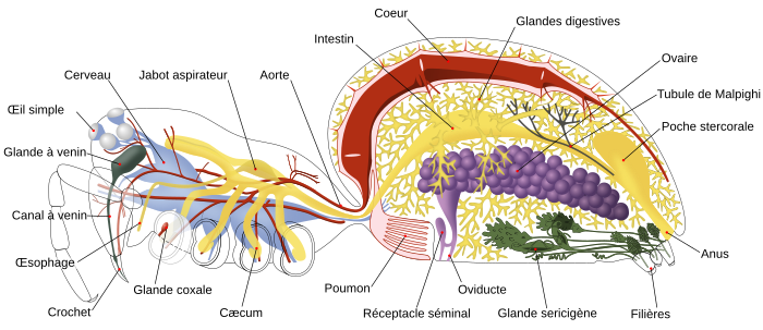 Le Village d'Hitaro [QUÊTE] 700px-Spider_internal_anatomy-fr.svg