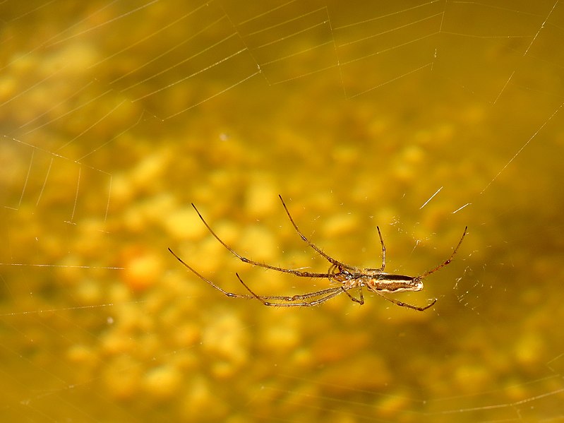 File:Spider over Molino Creek - Flickr - treegrow.jpg