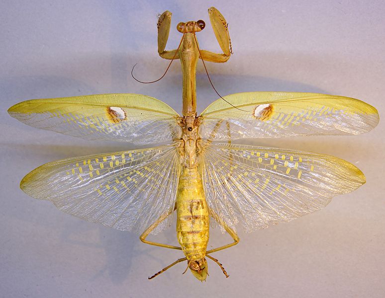 File:Stagmatoptera biocellata TPopp.jpg