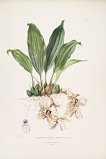 Stanhopea martiana - بتمن ارک. مکس گوات pl 27 (1842) .jpg