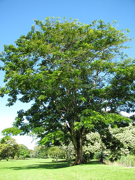 File:Starr-091104-0787-Parkia timoriana-habit-Kahanu Gardens NTBG Kaeleku Hana-Maui (24360735193).jpg