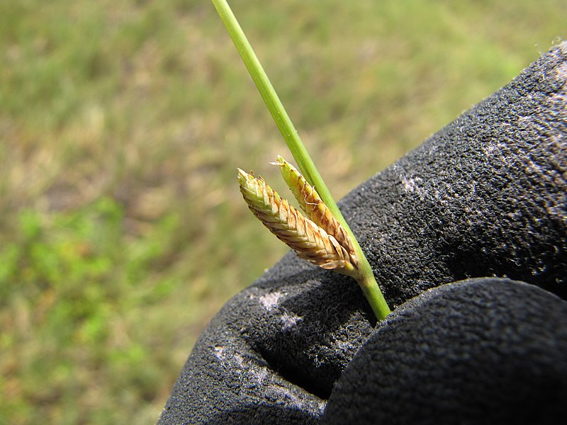 File:Starr-130703-5557-Cyperus laevigatus-seedhead-Kealia Pond-Maui (25193045336).jpg