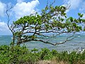 海岸のもの