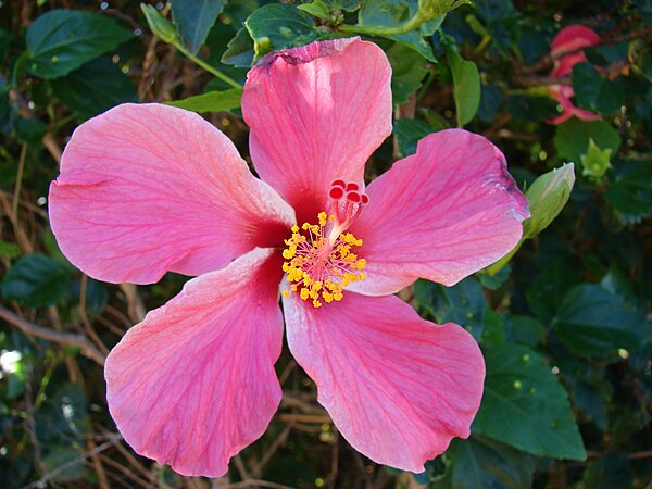 600px-Starr_061223-2694_Hibiscus_rosa-sinensis.jpg