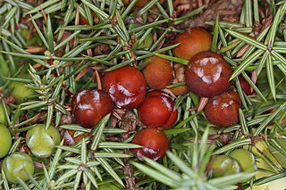 <i>Juniperus deltoides</i> Species of plant