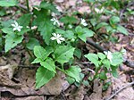 Stellaria diversiflora 1. 
 JPG