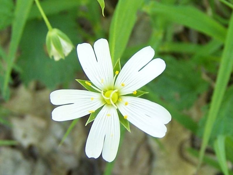 File:Stellaria media a1.jpg